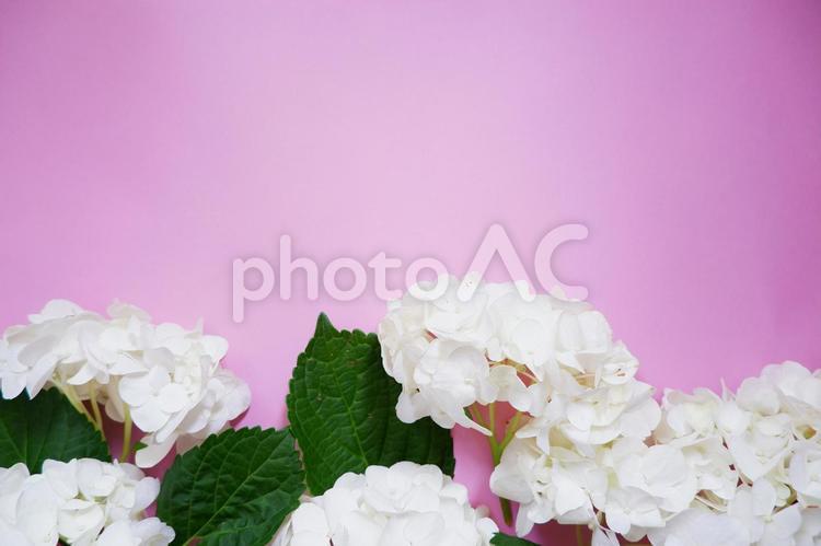ピンクの背景に美しい白い紫陽花の花 紫陽花,花,美しいの写真素材