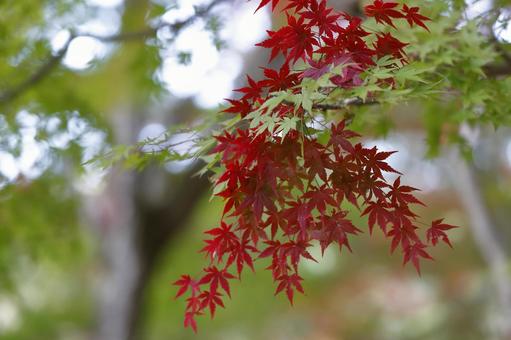 紅葉 紅葉 もみじ,楓,かえでの写真素材