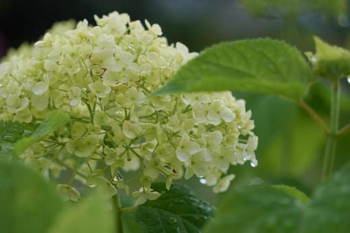 紫陽花 紫陽花の写真