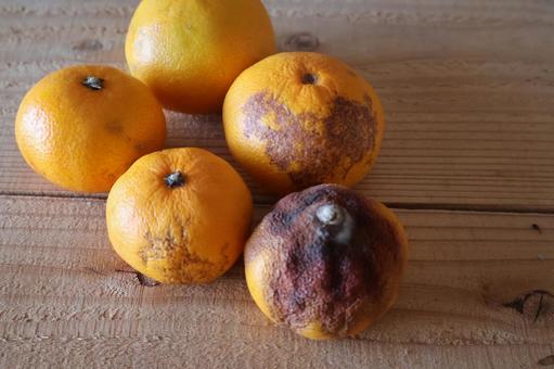 腐ったみかん みかん,腐敗,腐ったみかんの写真素材