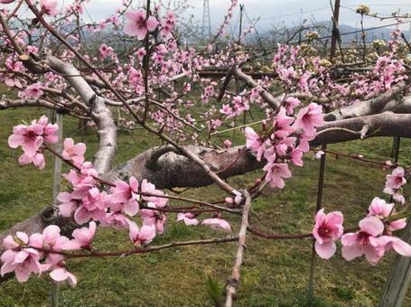 梅の花 梅の花の写真