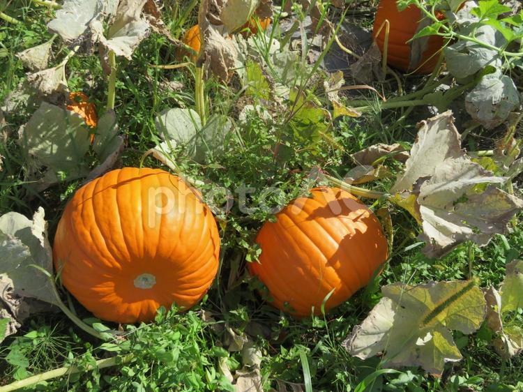オレンジ色のハロウィンかぼちゃの畑 ハロウィンかぼちゃ,かぼちゃ,オレンジの写真素材