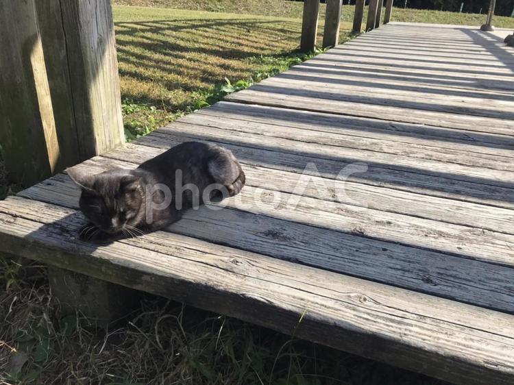 斜め前から撮った野良猫 のらねこ,ノラネコ,クロネコの写真素材
