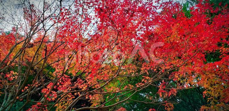 秋の風景 紅葉,葉,木の写真素材