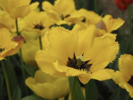 Beautiful yellow tulips, JPG