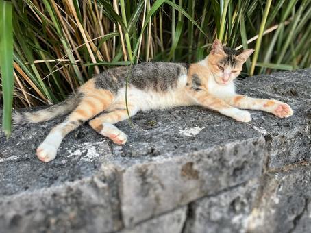 ねこ のらねこ ねこ のらねこの写真