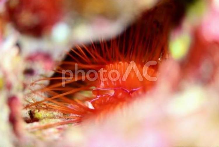 ウコンハネガイ　石垣島 ウコンハネガイ,ダイビング,潜水の写真素材
