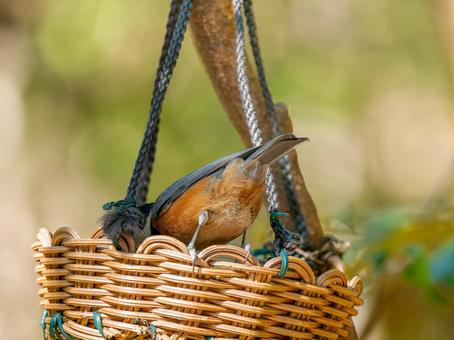 枝にとまるヤマガラ 枝にとまるヤマガラの写真