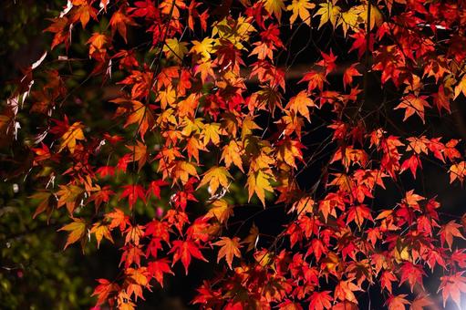 光に透けて燃えるように輝くモミジの紅葉 紅葉,モミジ,カエデの写真素材