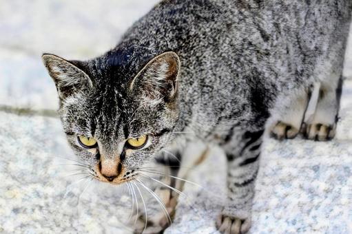 猫 猫の写真