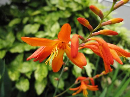 Photo, close-up, a flower, funnel shape, 