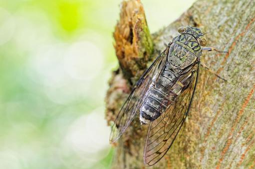 夏の森にいるツクツクボウシ ツクツクボウシ,つくつく法師,寒蝉の写真素材