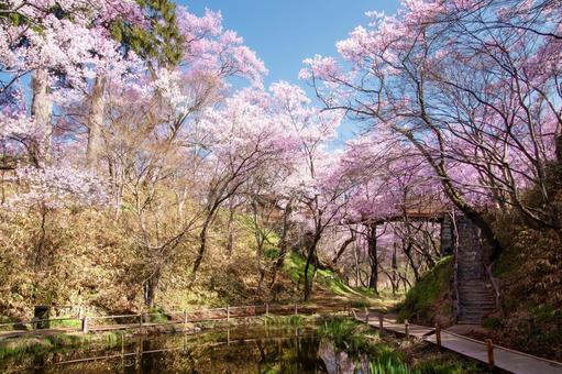 桜の公園 桜,高遠城址公園,花見の写真素材