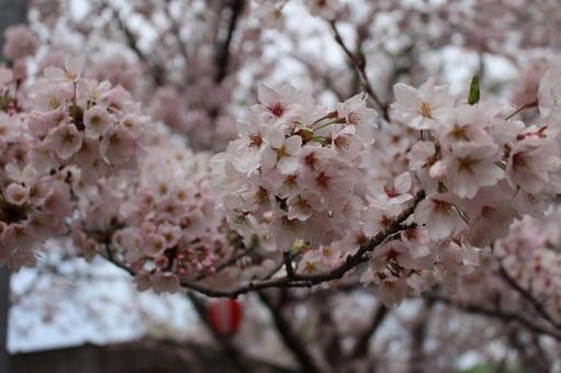 桜 桜の写真