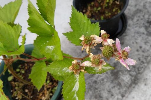 とても甘い果実のトリプルクラウン♪ トリプルクラウン,果物,果実の写真素材