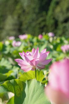 蓮の花 蓮の花の写真