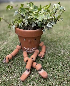 観葉植物 観葉植物 観葉植物,みどり,葉っぱの写真素材