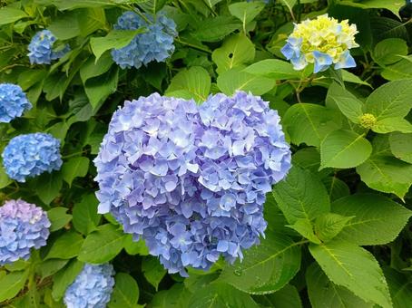 あじさい あじさい あじさい,アジサイ,紫陽花の写真素材