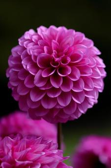 ピンクの可愛いダリア-4 ピンクの可愛いダリア-4 ダリア,花,秋の写真素材