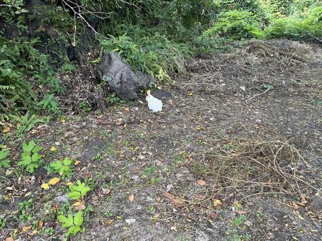 白野良猫の写真