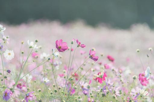 長崎-【白木峰高原のコスモス】 長崎,諫早,白木峰高原の写真素材