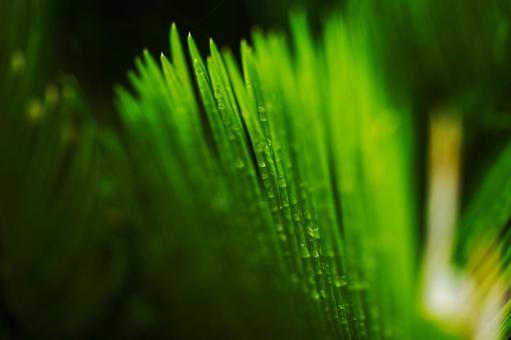 Cycad leaves, JPG