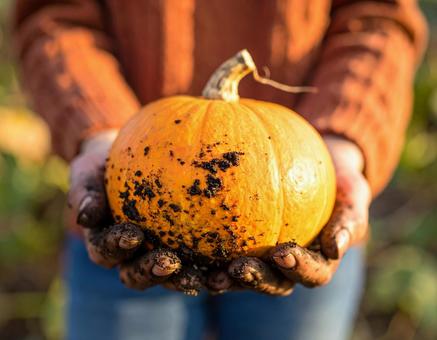 掘りたてのかぼちゃ・秋の収穫風景の写真