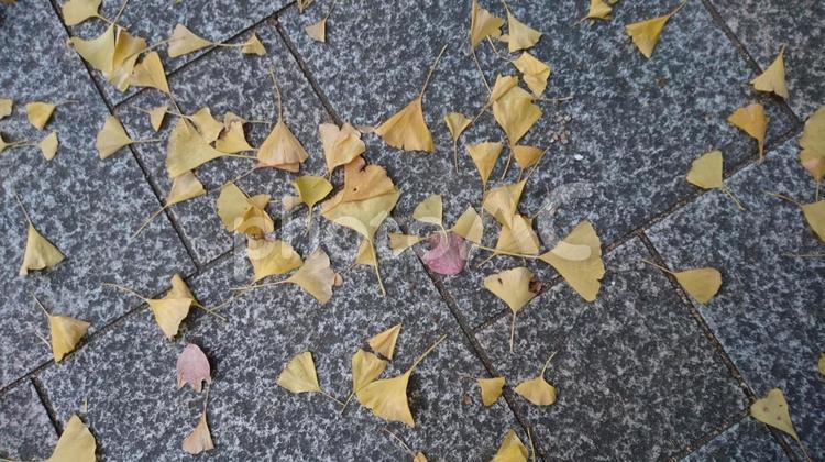 枯れ葉 2月の街路の落ち葉 秋冬 枯れ葉,リーフ,道路の写真素材
