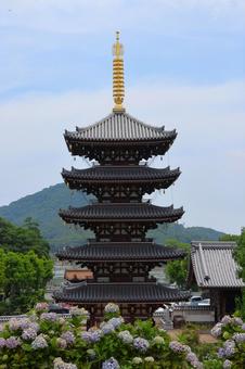 6月中旬の法然寺の五重塔とアジサイの花 6月中旬の法然寺の五重塔とアジサイの花の写真