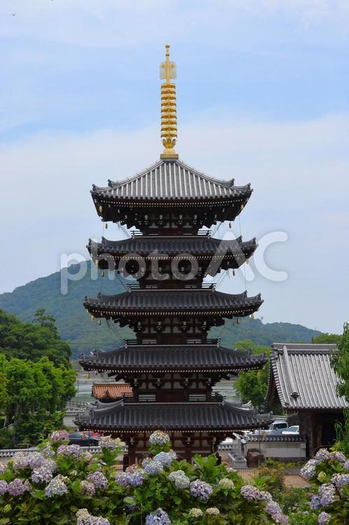 ６月中旬の法然寺の五重塔とアジサイの花 五重塔,伽藍,アジサイの写真素材
