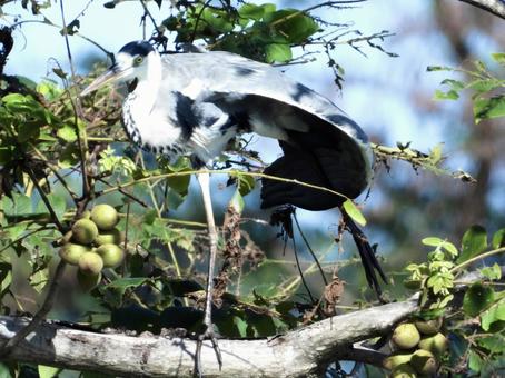 ポーズをとるアオサギ ポーズをとるアオサギ 鳥,野鳥,アオサギの写真素材
