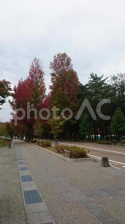 金沢の街路樹 秋,紅葉,風景の写真素材