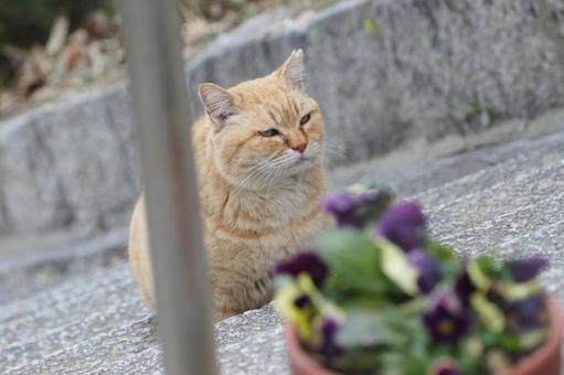 ねこ のらねこ,にゃんこ,可愛いの写真素材