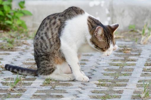 毛づくろいする猫さん(かわいい) 毛づくろいする猫さん(かわいい) 猫,野良猫,ねこの写真素材