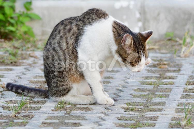 毛づくろいする猫さん（かわいい） 猫,野良猫,ねこの写真素材