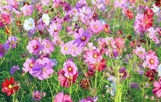 鮮やかなピンク系コスモス畑 鮮やかなピンク系コスモス畑 コスモス,秋,花の写真素材