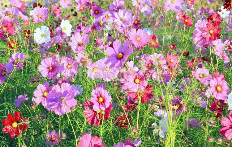 鮮やかなピンク系コスモス畑 コスモス,秋,花の写真素材