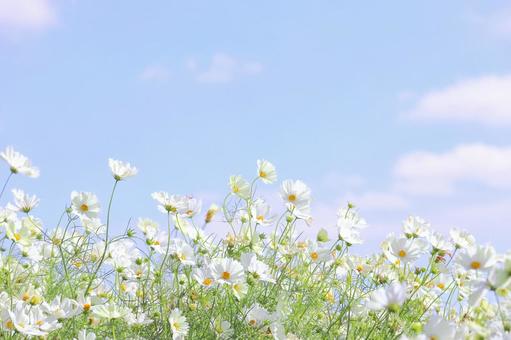 白いコスモスと空の優しい風景 コスモス,花,秋桜の写真素材