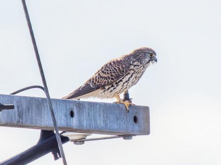 Kestrel, JPG Kestrel, JPG