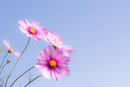 鮮やかなピンクのコスモス　アップ コスモス,秋,ピンクの写真素材
