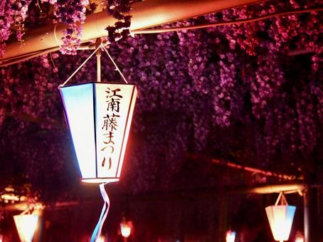 藤まつり 藤まつり 藤,藤まつり,ふじの写真素材