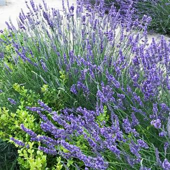 散歩道に咲くラベンダーの写真