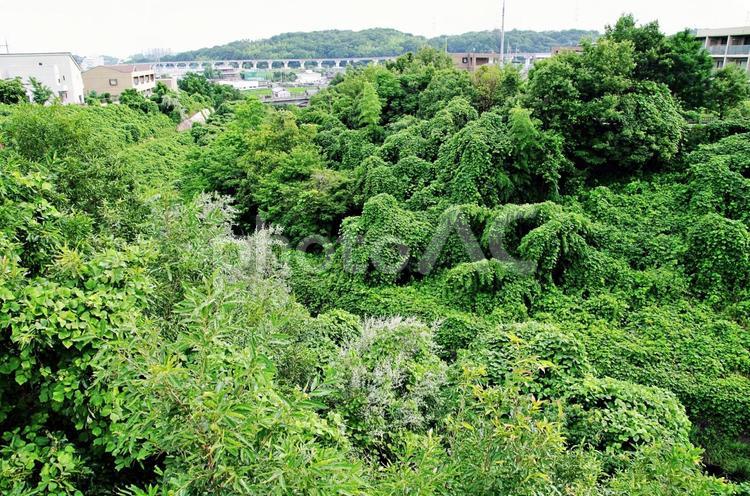 クズに席巻された風景 クズ,葛,つる草の写真素材