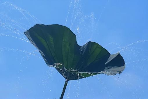 Lotus leaf shower splash, JPG Lotus leaf shower splash, JPG