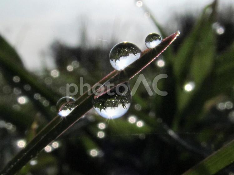 水滴と緑の葉（Water drop） 水滴,雫,すいてきの写真素材