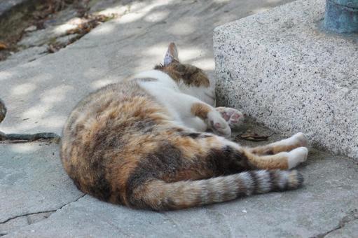 ねこ ねこの写真