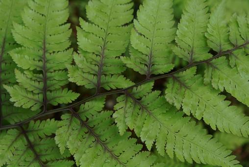 生い茂るシダ植物の背景 濃い緑① 生い茂るシダ植物の背景 濃い緑① シダ植物,生い茂る,夏の写真素材