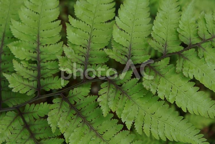 生い茂るシダ植物の背景　濃い緑① シダ植物,生い茂る,夏の写真素材