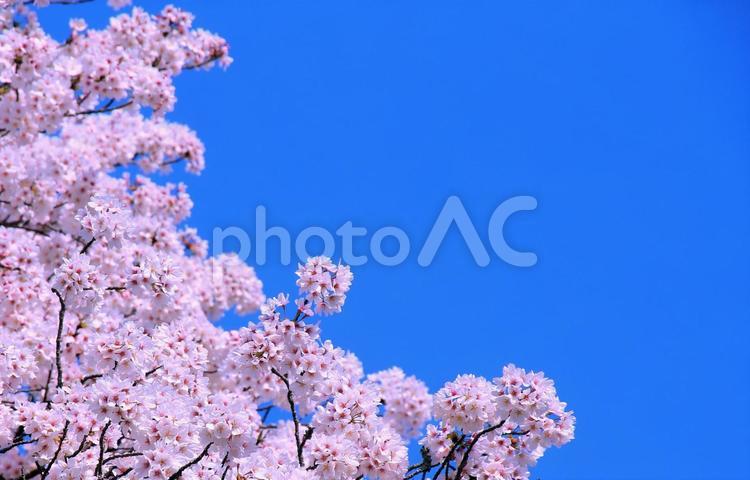 桜と青空の背景・素材 桜,青空,桜と空画像の写真素材