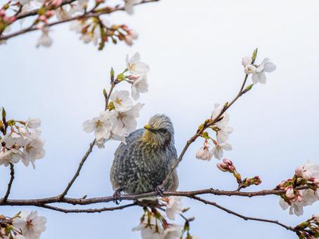 桜とヒヨドリ 桜とヒヨドリの写真